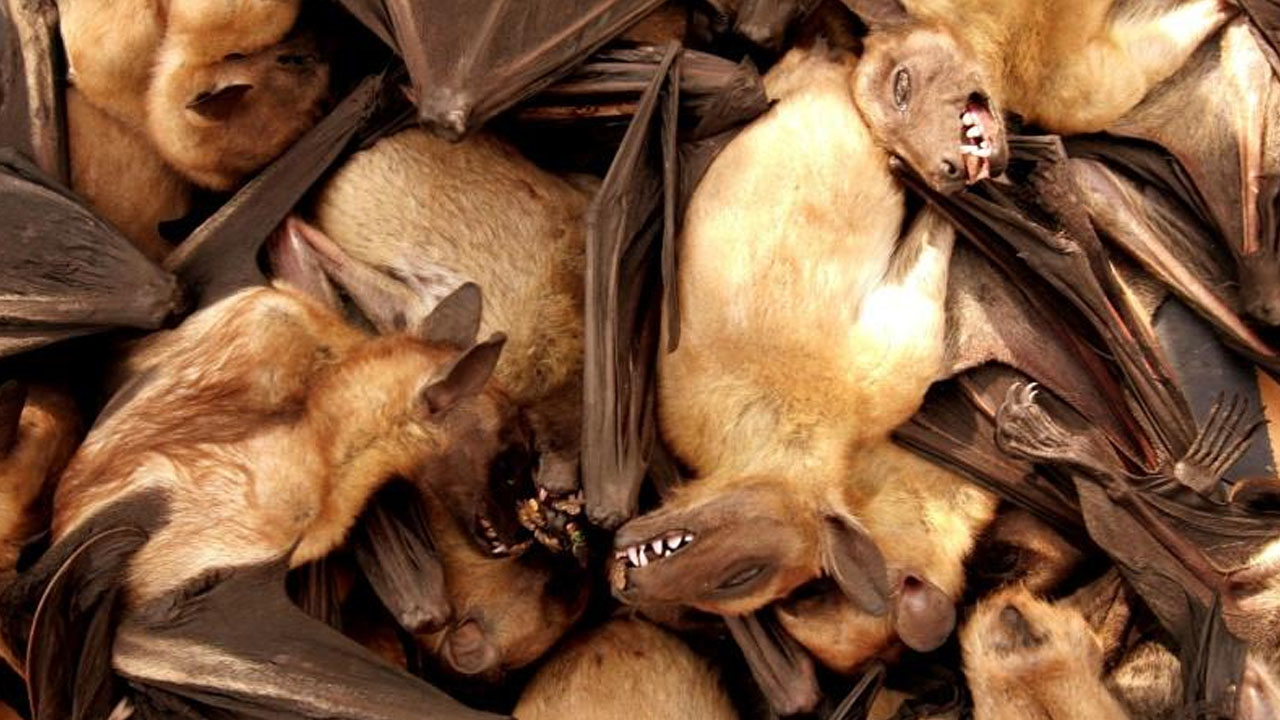 LATEST- Covid 19 Virus Jumped To Human From Bats- -WHO