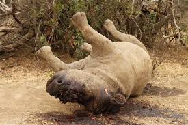 CONFIRMED: Controversy Shrouds Horns Of Dead Rhino, UWA Speaks Out