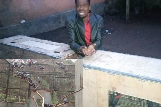 END OF THE ROAD: Congolese National Nabbed With 122 African Grey Parrots