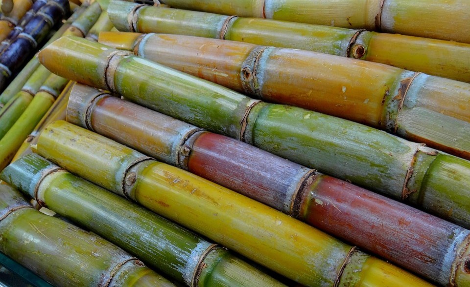 TIPS: These Are The Health Benefits Of Eating Sugarcane