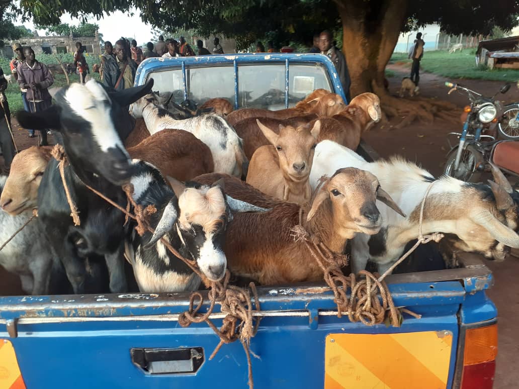 NABBED: Scores Of Cattle Thieves Arrested In Oyam, Animals Recoverd