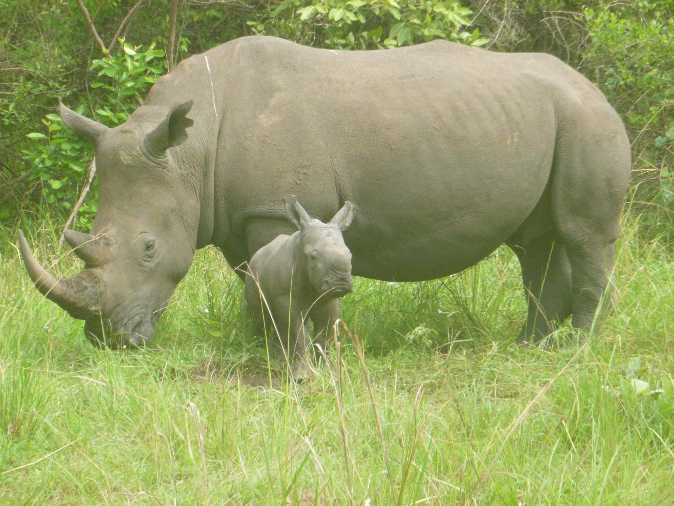 BABY BOOM: Two Baby Rhinos Born At Ziwa Rhino Sanctuary